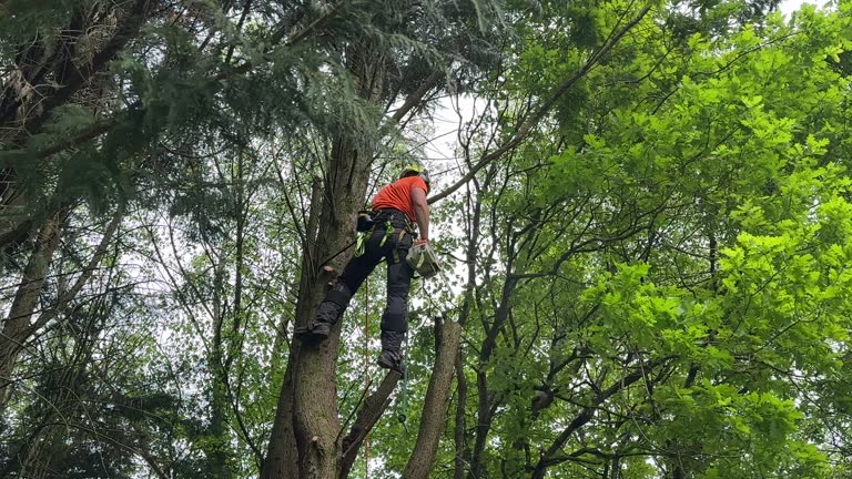 Best Hazardous Tree Removal  in Gardende, AL